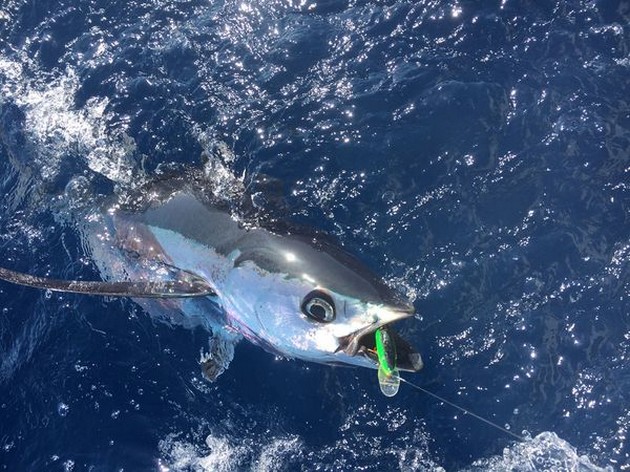 Albacore Tuna Cavalier & Blue Marlin Sport Fishing Gran Canaria