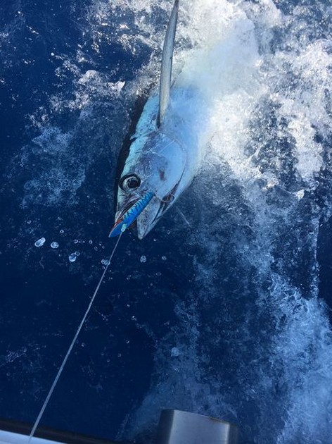 Albacore Tuna Cavalier & Blue Marlin Sport Fishing Gran Canaria