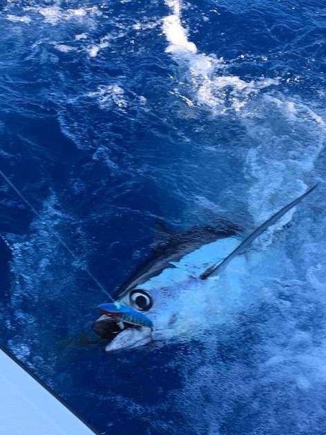 Albacore Tuna Cavalier & Blue Marlin Sport Fishing Gran Canaria