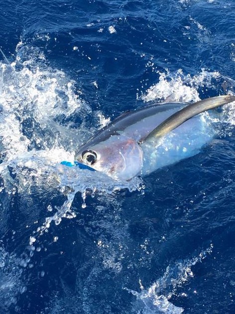 Albacore Tuna Cavalier & Blue Marlin Sport Fishing Gran Canaria