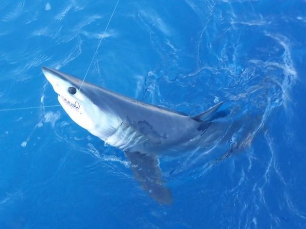 Mako Shark - Mako shark Cavalier & Blue Marlin Sport Fishing Gran Canaria