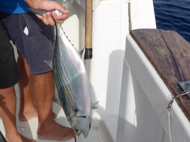 North Atlantic Bonito Cavalier & Blue Marlin Sport Fishing Gran Canaria