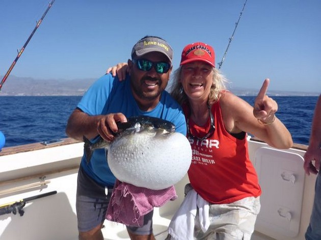 Puffer fish Cavalier & Blue Marlin Sport Fishing Gran Canaria
