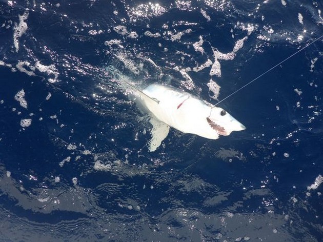 Mako Shark Cavalier & Blue Marlin Sport Fishing Gran Canaria