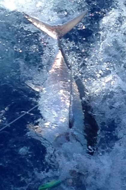 Albacore Tuna Cavalier & Blue Marlin Sport Fishing Gran Canaria
