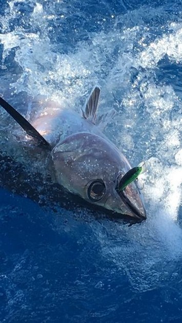 Albacore Tuna Cavalier & Blue Marlin Sport Fishing Gran Canaria