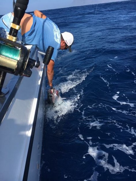 Release Me Cavalier & Blue Marlin Sport Fishing Gran Canaria