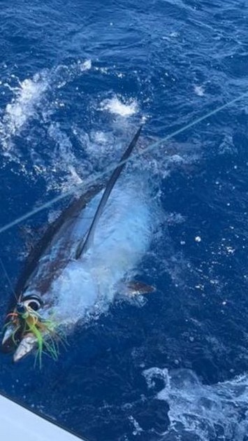 Albacore Tuna Cavalier & Blue Marlin Sport Fishing Gran Canaria