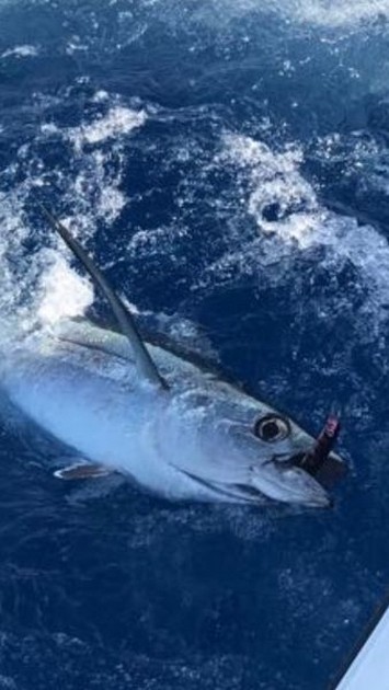 Albacore Tuna Cavalier & Blue Marlin Sport Fishing Gran Canaria