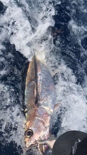 Albacore Tuna Cavalier & Blue Marlin Sport Fishing Gran Canaria