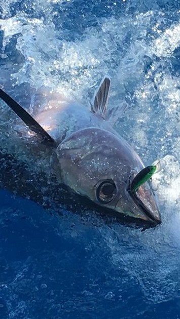 Albacore Tuna Cavalier & Blue Marlin Sport Fishing Gran Canaria