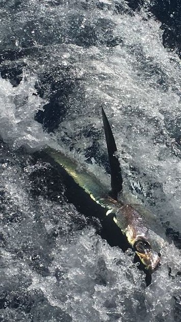 Albacore Tuna Cavalier & Blue Marlin Sport Fishing Gran Canaria