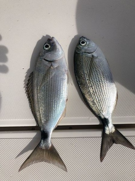 Nice Catch Cavalier & Blue Marlin Sport Fishing Gran Canaria