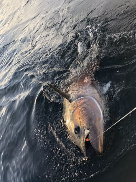 275 kg Bluefin Cavalier & Blue Marlin Sport Fishing Gran Canaria