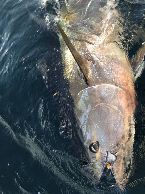 275 kg Bluefin Cavalier & Blue Marlin Sport Fishing Gran Canaria