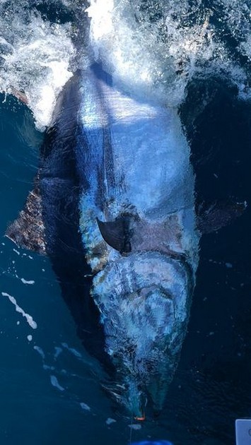 Bluefin Tuna Cavalier & Blue Marlin Sport Fishing Gran Canaria