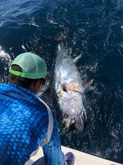 Bluefin Tuna Cavalier & Blue Marlin Sport Fishing Gran Canaria