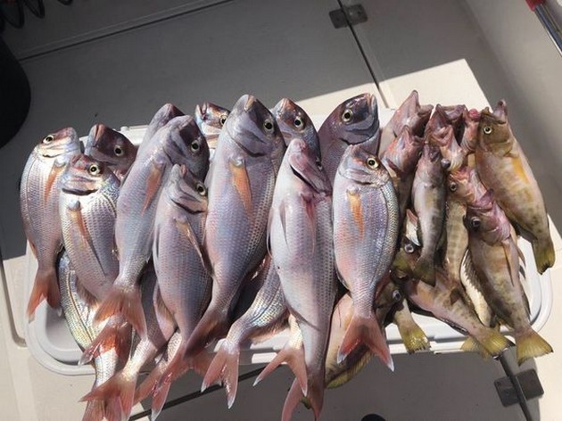 Kapten Hafid tillbaka igen! Cavalier & Blue Marlin Sport Fishing Gran Canaria