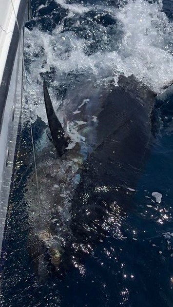 Bluefin Tuna Cavalier & Blue Marlin Sport Fishing Gran Canaria