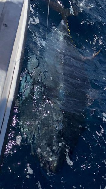 Bluefin Tuna Cavalier & Blue Marlin Sport Fishing Gran Canaria