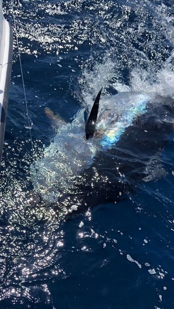 Bluefin Tuna Cavalier & Blue Marlin Sport Fishing Gran Canaria