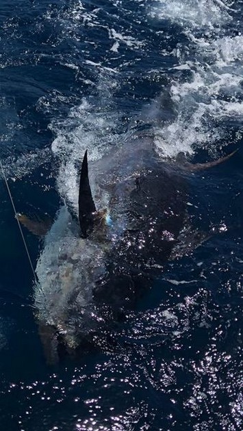 280 kg Bluefin Tuna Cavalier & Blue Marlin Sport Fishing Gran Canaria