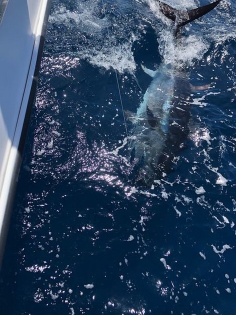 Bluefin Tuna Cavalier & Blue Marlin Sport Fishing Gran Canaria