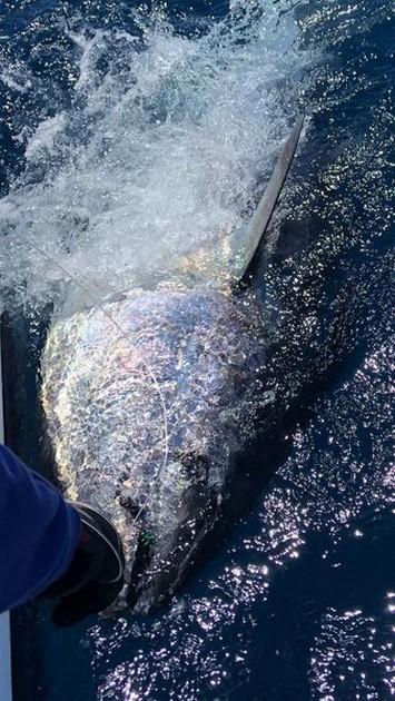 350 kg Bluefin Tuna Cavalier & Blue Marlin Sport Fishing Gran Canaria