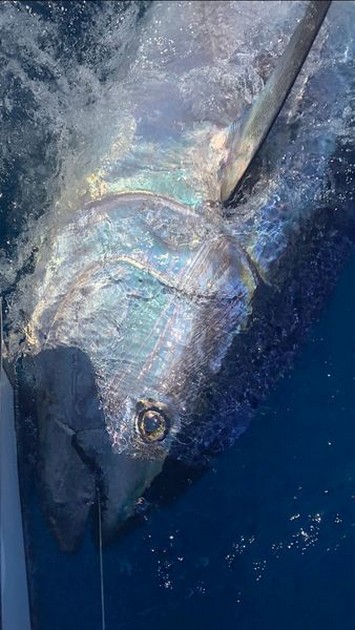 350 kg Bluefin Tuna Cavalier & Blue Marlin Sport Fishing Gran Canaria