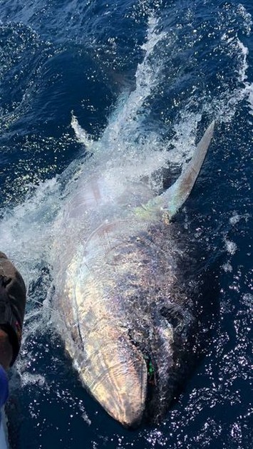 350 kg Bluefin Tuna released by Kaarlo on the boat Cavalier Cavalier & Blue Marlin Sport Fishing Gran Canaria