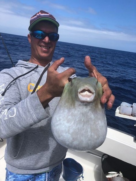 Puffer fish Cavalier & Blue Marlin Sport Fishing Gran Canaria