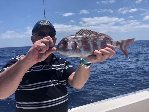 Seabream Cavalier & Blue Marlin Sport Fishing Gran Canaria