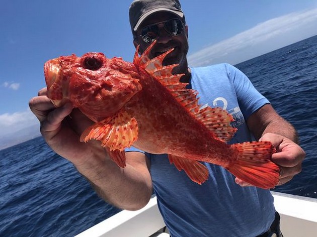 Scorpion fish Cavalier & Blue Marlin Sport Fishing Gran Canaria
