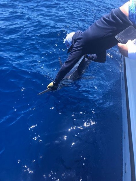 Release me Cavalier & Blue Marlin Sport Fishing Gran Canaria