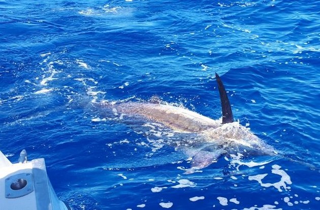 440 lbs Blue Marlin Cavalier & Blue Marlin Sport Fishing Gran Canaria
