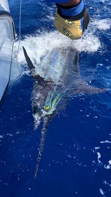  - Cavalier & Blue Marlin Sport Fishing Gran Canaria