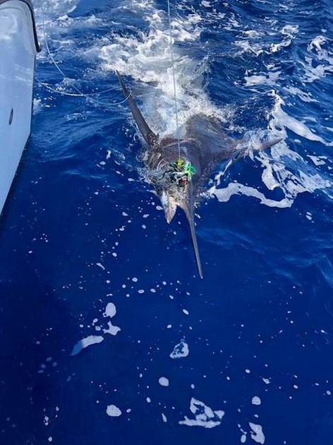 Blue Marlin Cavalier & Blue Marlin Sport Fishing Gran Canaria