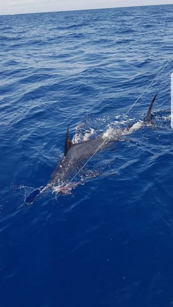 600 kg Blue Marlin Cavalier & Blue Marlin Sport Fishing Gran Canaria