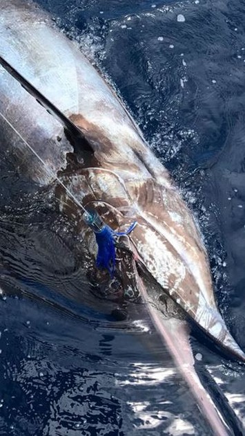 Blue Marlin Cavalier & Blue Marlin Sport Fishing Gran Canaria