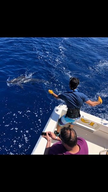 Release Me Cavalier & Blue Marlin Sport Fishing Gran Canaria