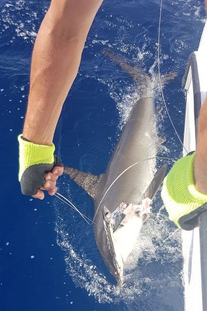 Well done - Hooked Up Cavalier & Blue Marlin Sport Fishing Gran Canaria