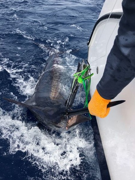  - Cavalier & Blue Marlin Sport Fishing Gran Canaria