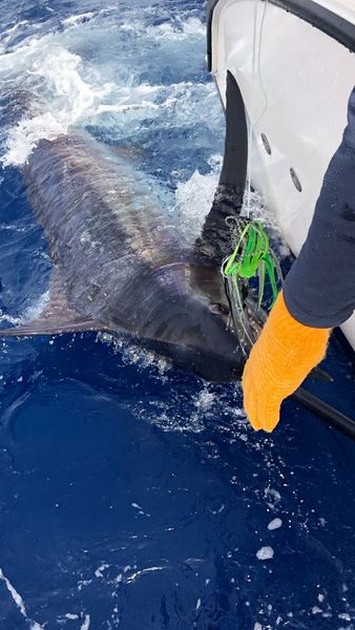  - Cavalier & Blue Marlin Sport Fishing Gran Canaria
