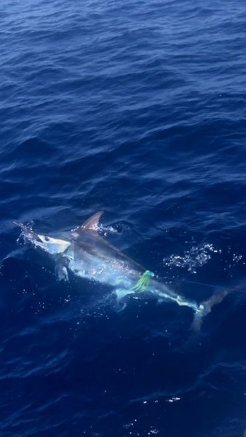 450 lbs Blue Marlin Cavalier & Blue Marlin Sport Fishing Gran Canaria