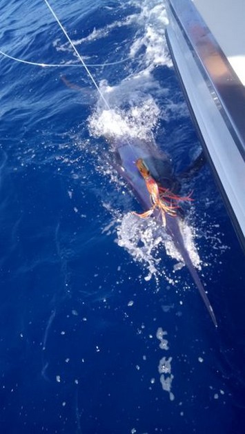 Blue Marlin Cavalier & Blue Marlin Sport Fishing Gran Canaria