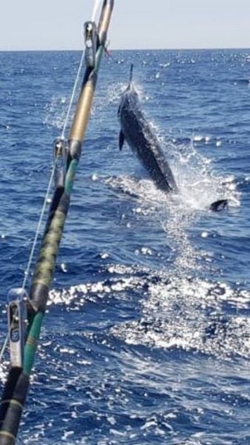  - Cavalier & Blue Marlin Sport Fishing Gran Canaria