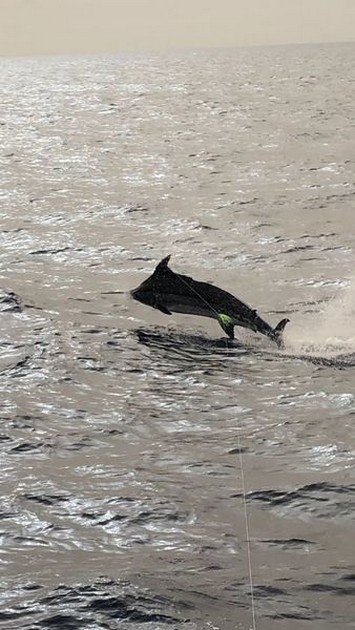 770 lbs Blue Marlin Cavalier & Blue Marlin Sport Fishing Gran Canaria