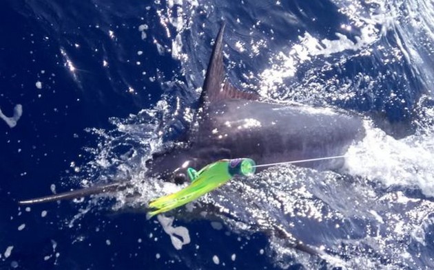 250 lbs Blue Marlin Cavalier & Blue Marlin Sport Fishing Gran Canaria