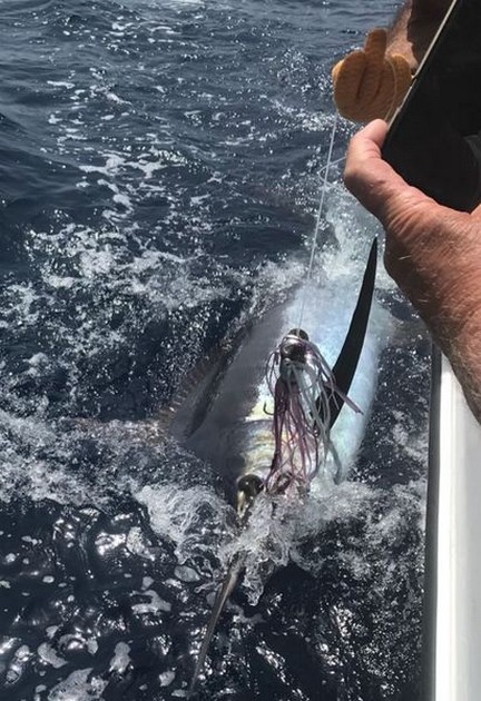  - Cavalier & Blue Marlin Sport Fishing Gran Canaria