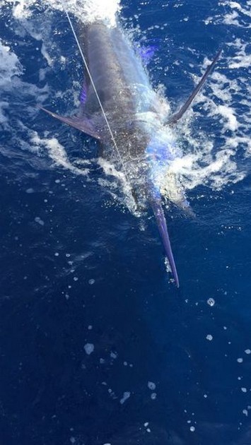 - Cavalier & Blue Marlin Sport Fishing Gran Canaria